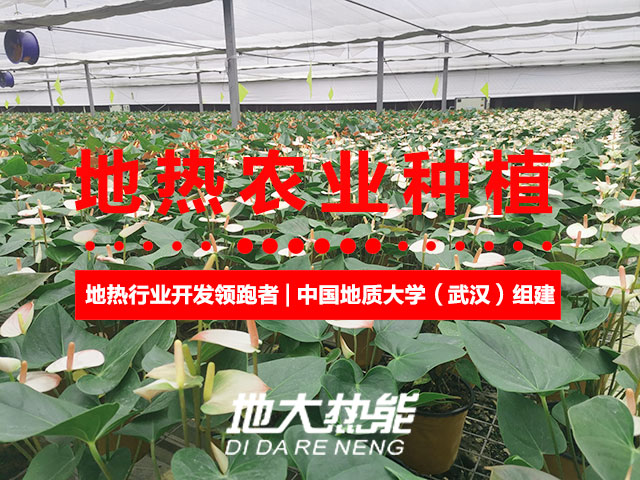 濟南：“地?zé)崮?農(nóng)業(yè)”產(chǎn)業(yè)融合，讓地?zé)崮苷嬲盁帷逼饋?地大熱能